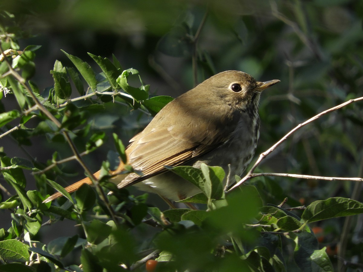 Grive solitaire - ML184779671