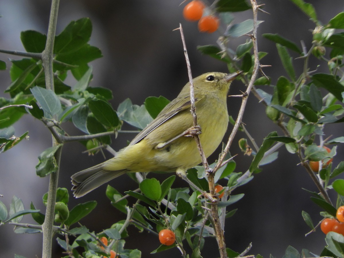 Paruline verdâtre - ML184779691