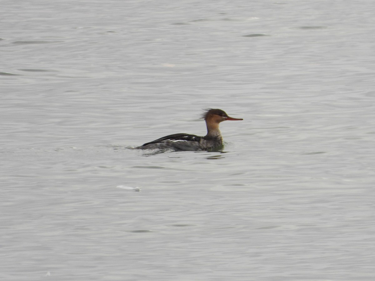 ウミアイサ - ML184779711