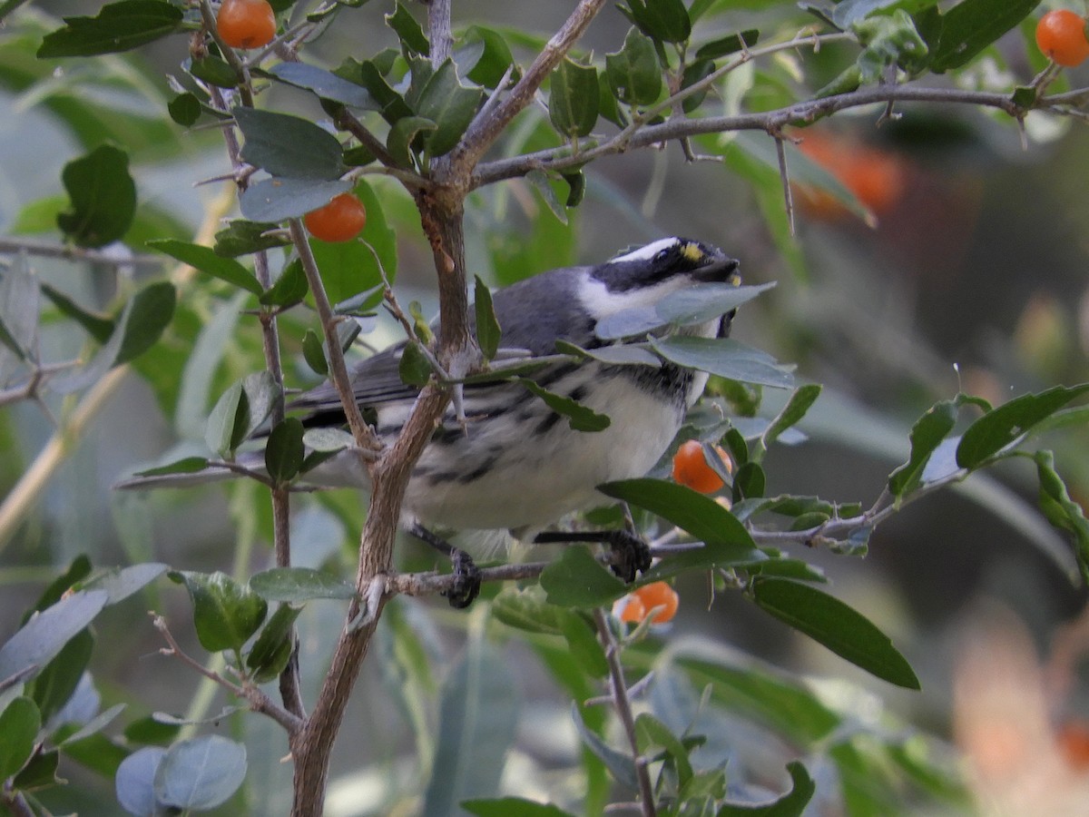 Paruline grise - ML184779731