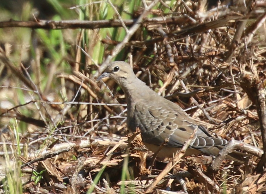 Mourning Dove - Hendrik Swanepoel