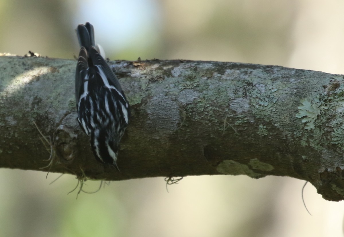 Black-and-white Warbler - ML184782001
