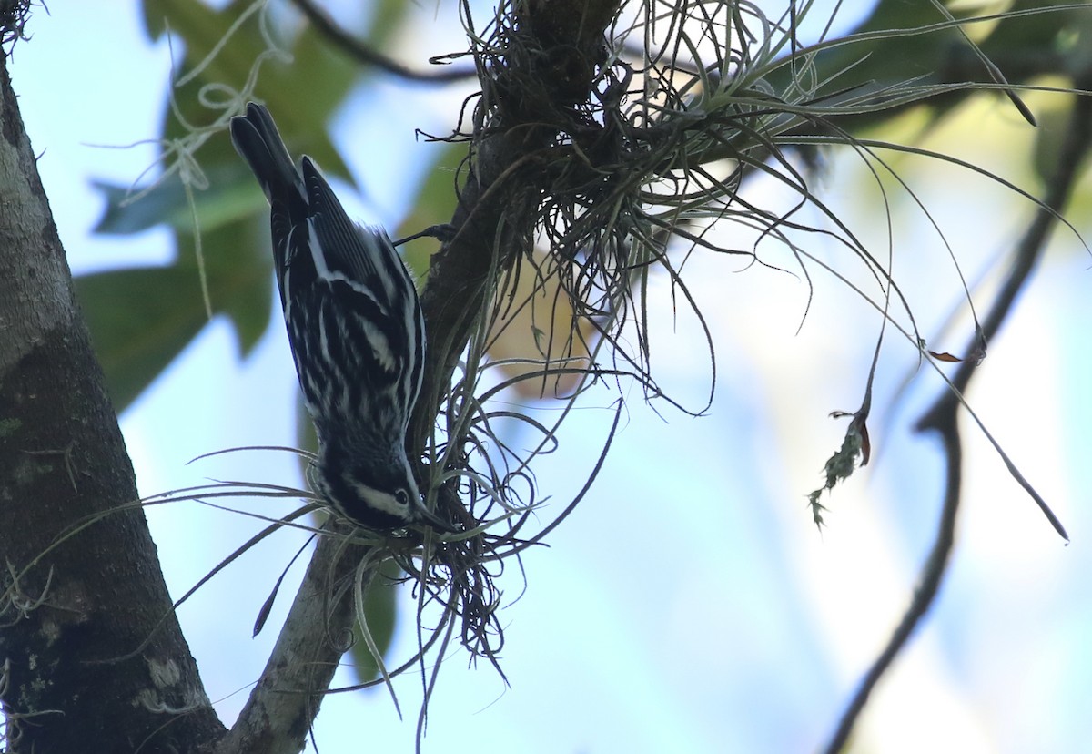 Black-and-white Warbler - Hendrik Swanepoel