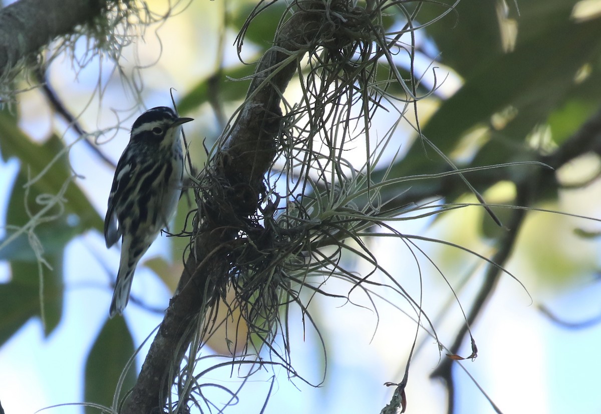 Black-and-white Warbler - Hendrik Swanepoel