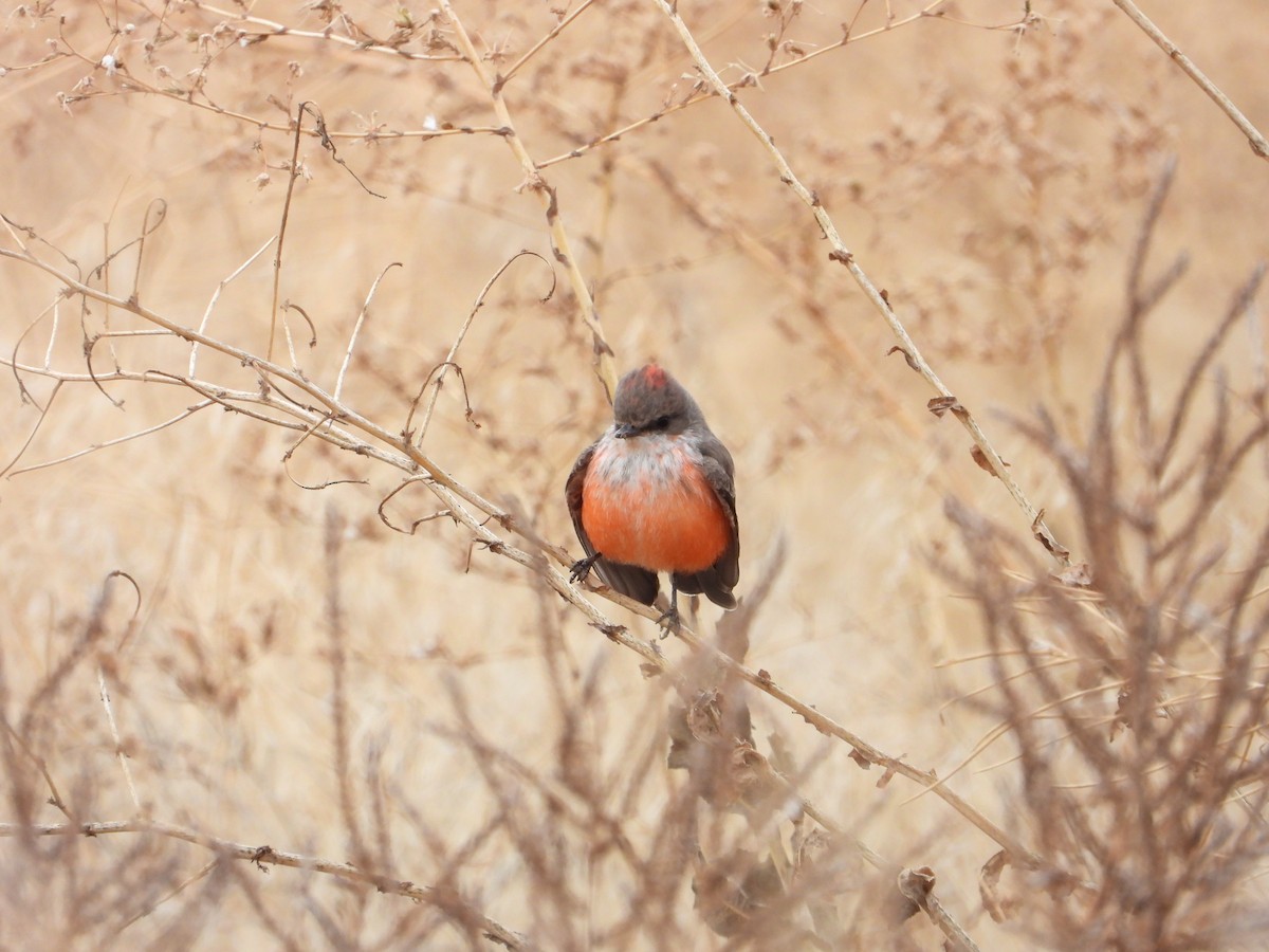 ベニタイランチョウ - ML184782821