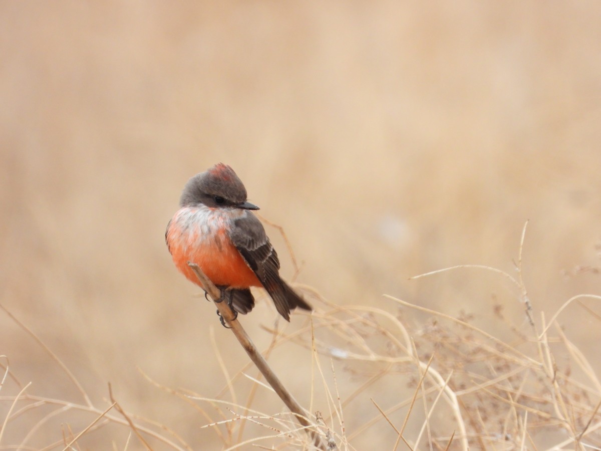 ベニタイランチョウ - ML184783351