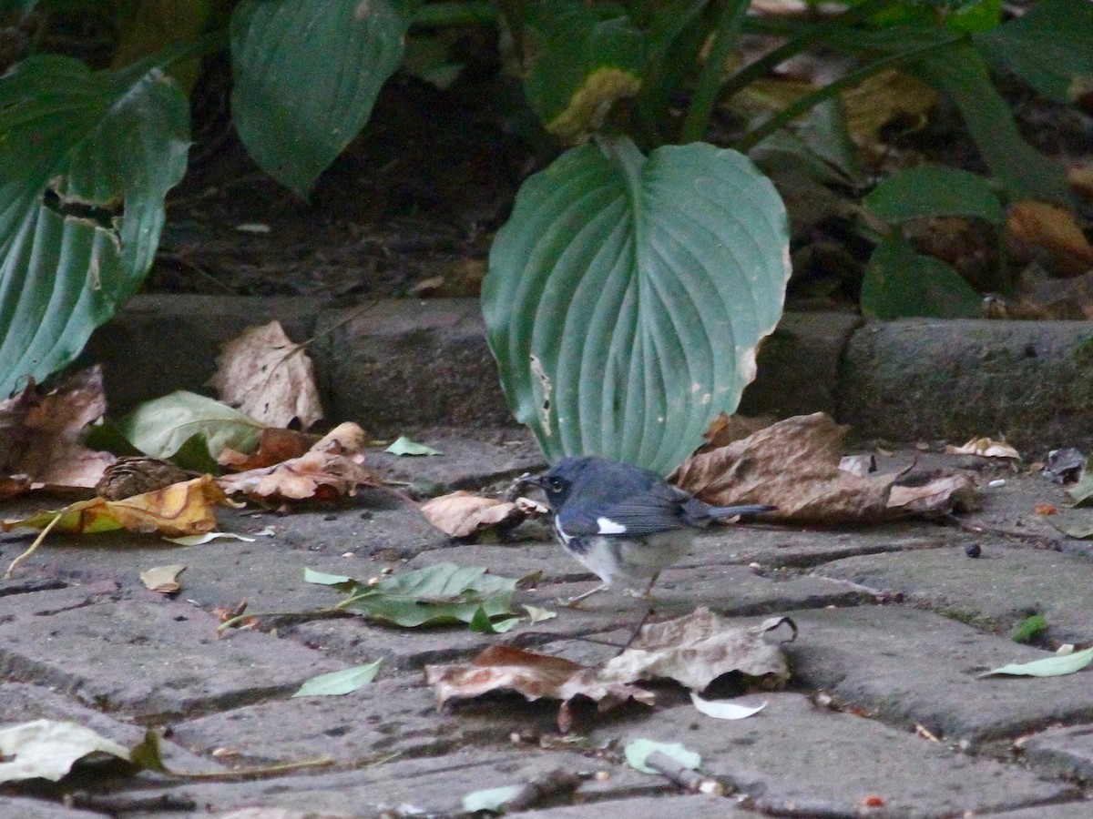 Black-throated Blue Warbler - ML184783361