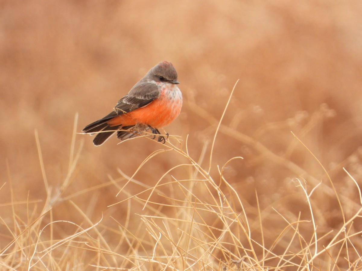 Vermilion Flycatcher - Arthur Wilson