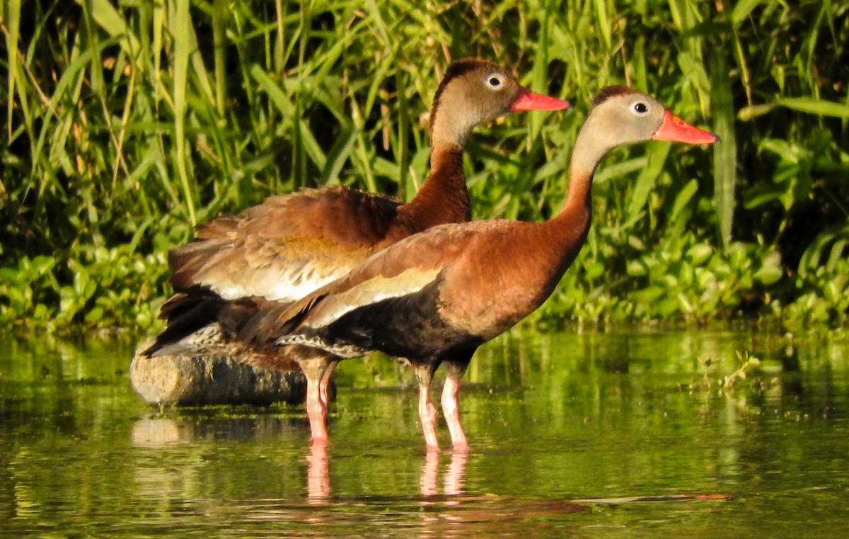 Dendrocygne à ventre noir - ML184783451