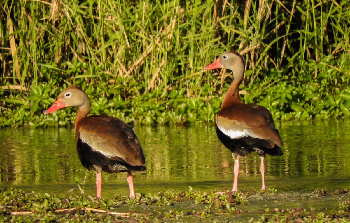 Black-bellied Whistling-Duck - ML184783471