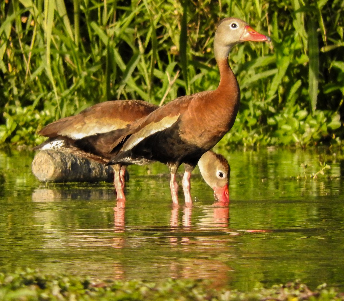 Black-bellied Whistling-Duck - ML184783481