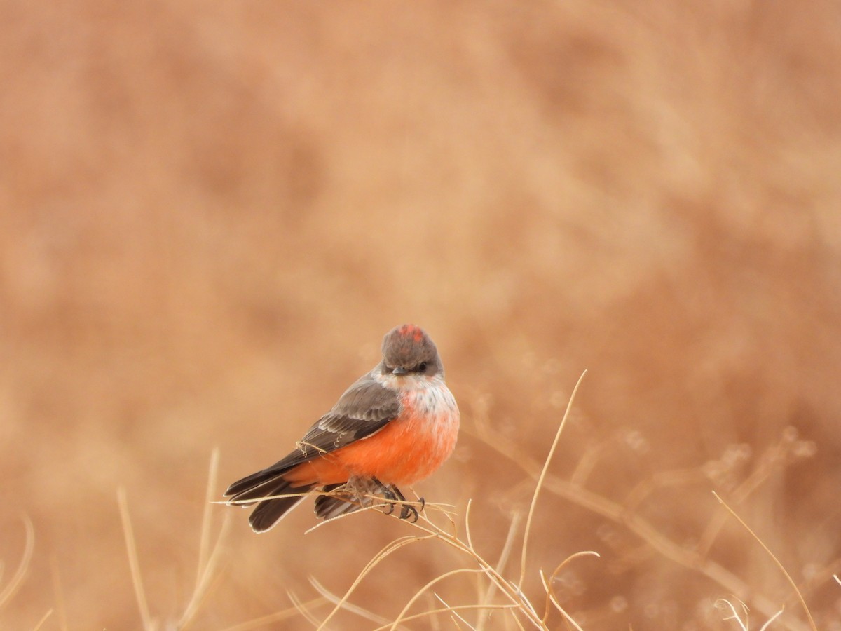 ベニタイランチョウ - ML184783621