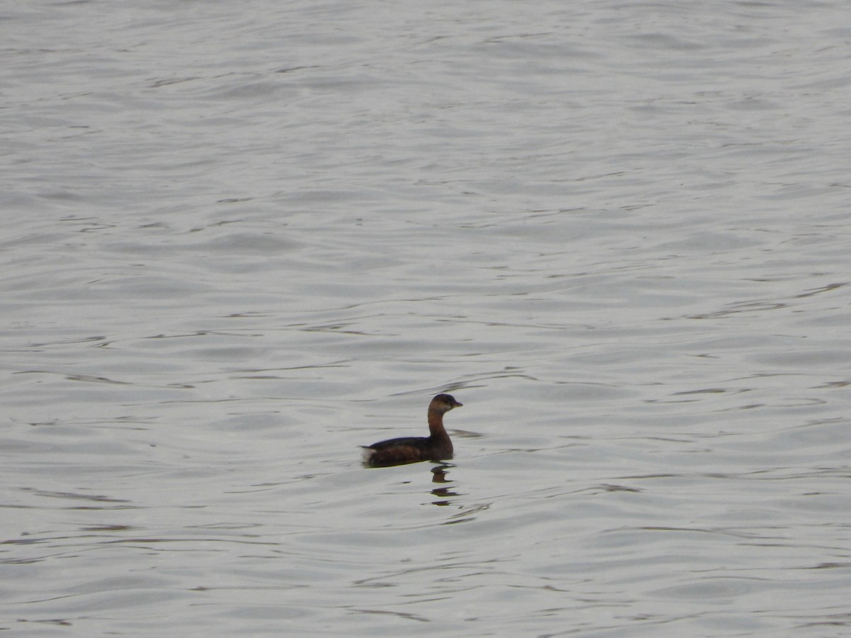 オビハシカイツブリ - ML184783711