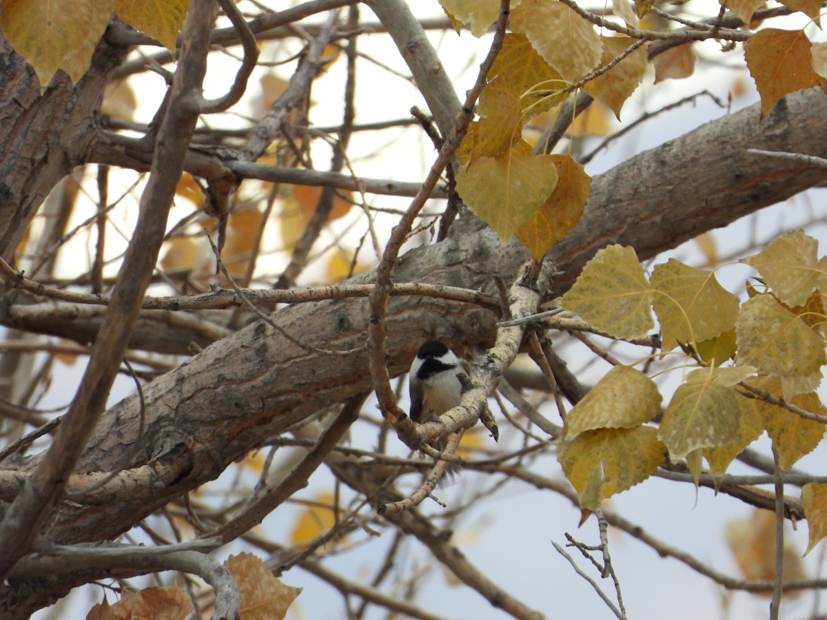 アメリカコガラ - ML184783901