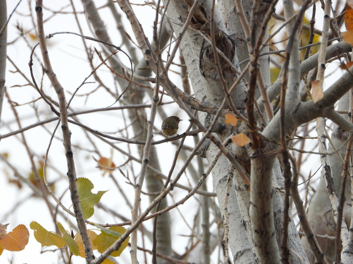 ルビーキクイタダキ - ML184783961