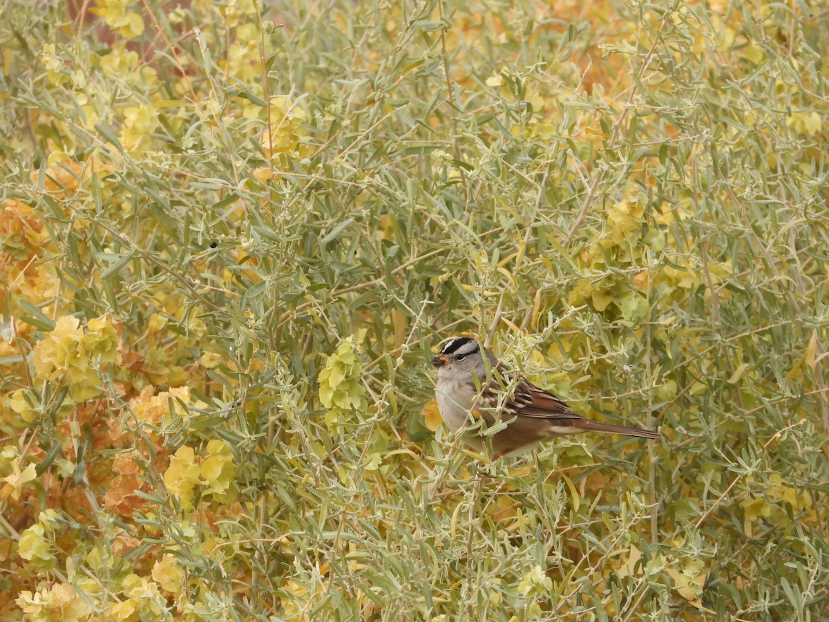 Bruant à couronne blanche - ML184784001