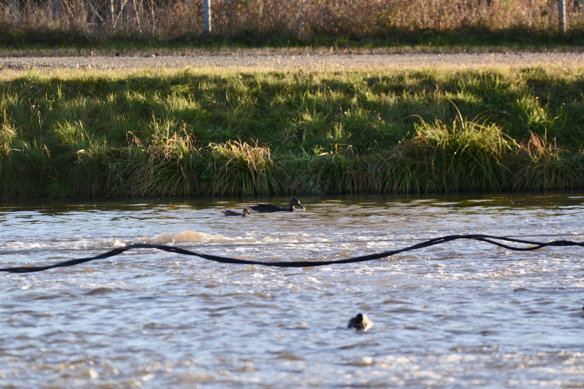 Green-winged Teal - ML184784431