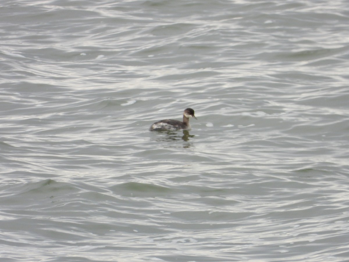 ハジロカイツブリ - ML184785141