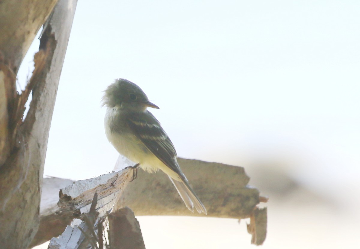 Acadian Flycatcher - Hendrik Swanepoel