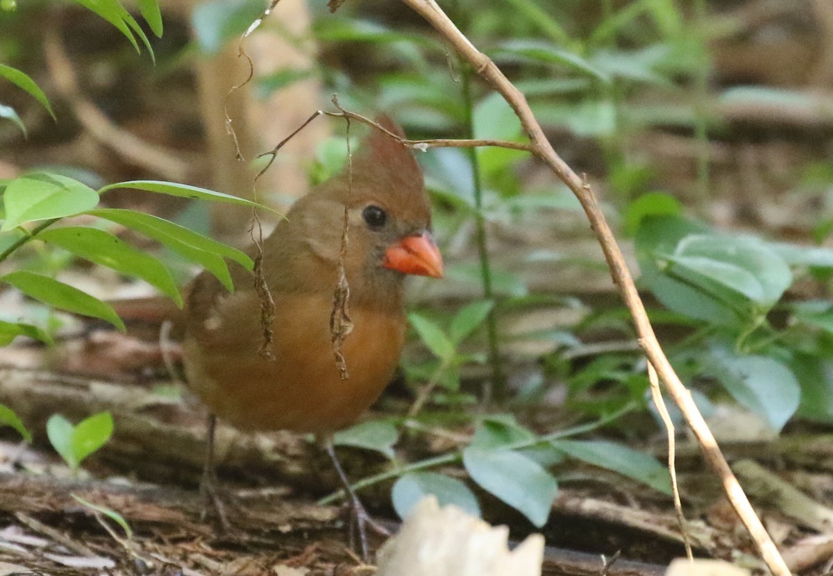 Northern Cardinal - Hendrik Swanepoel