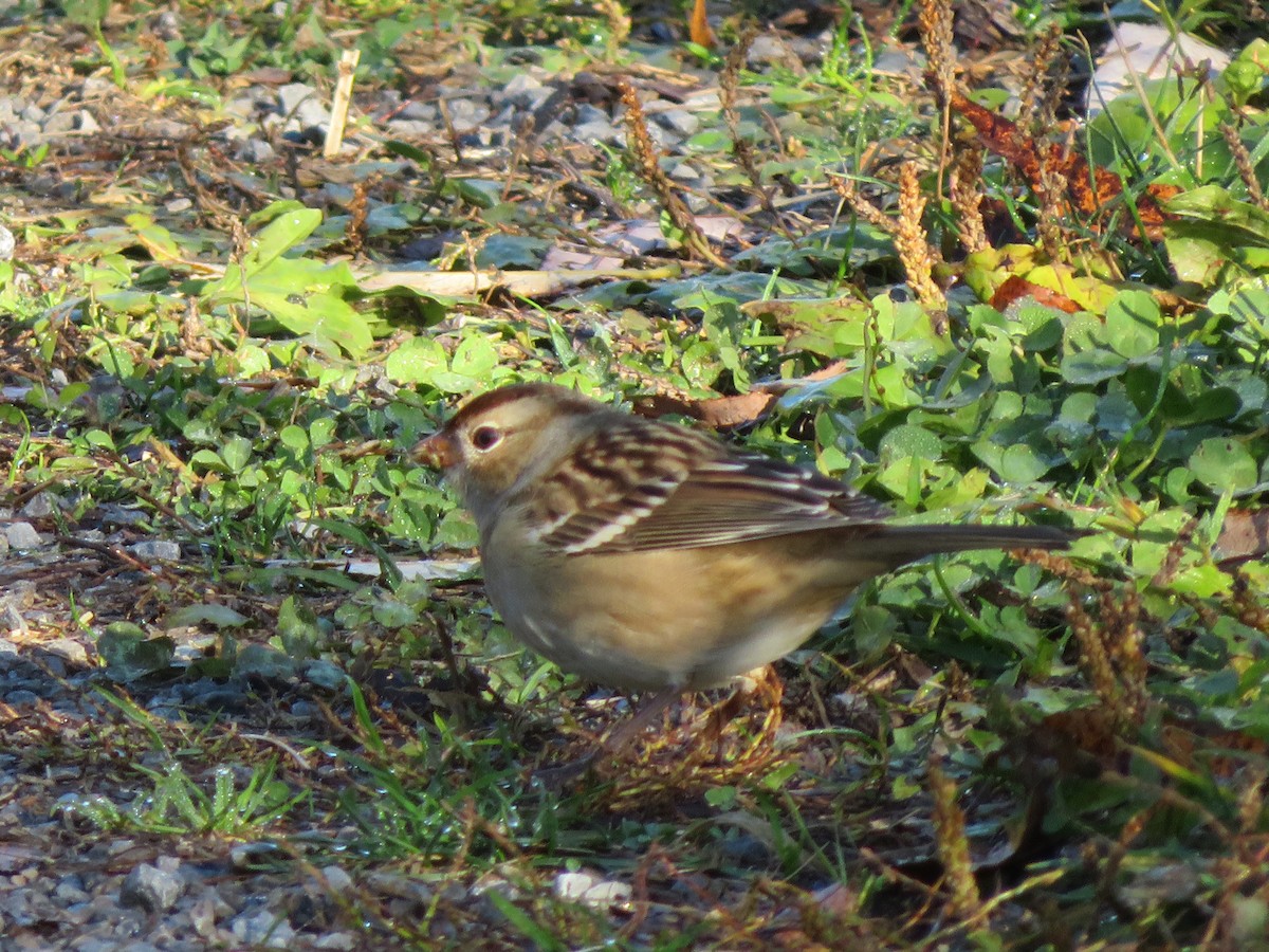 White-crowned Sparrow - ML184787501