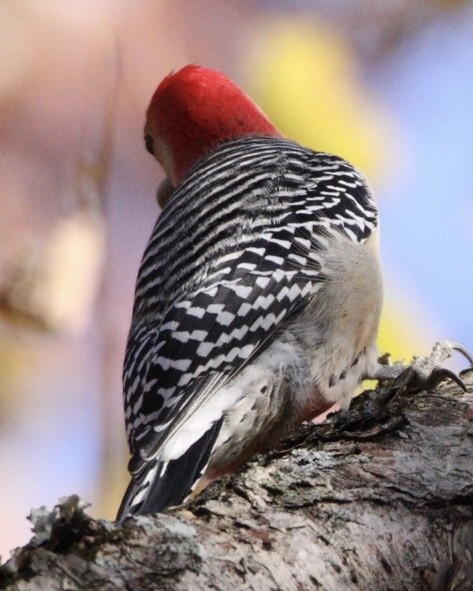 Red-bellied Woodpecker - ML184788181