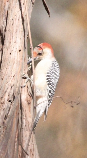 Red-bellied Woodpecker - ML184788191