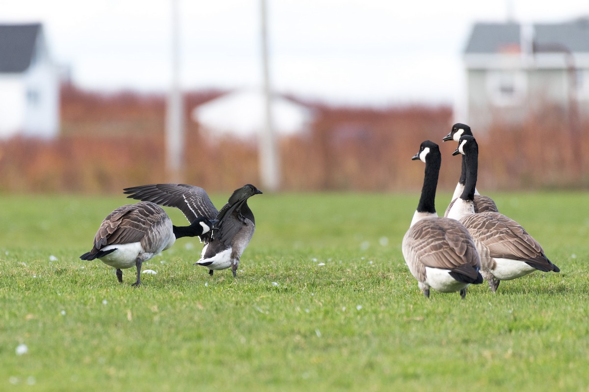 Canada Goose - Steven McGrath