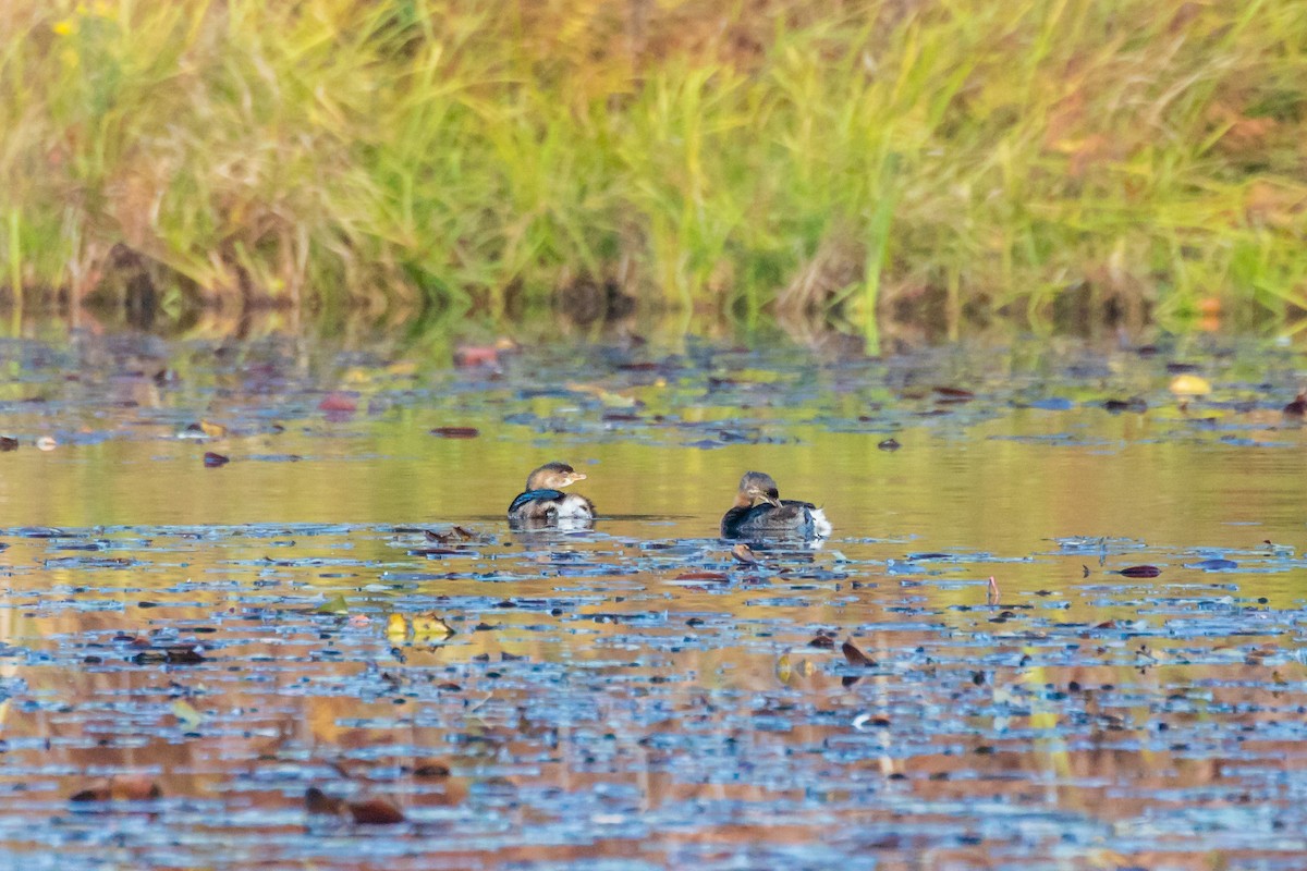 Pied-billed Grebe - ML184790101