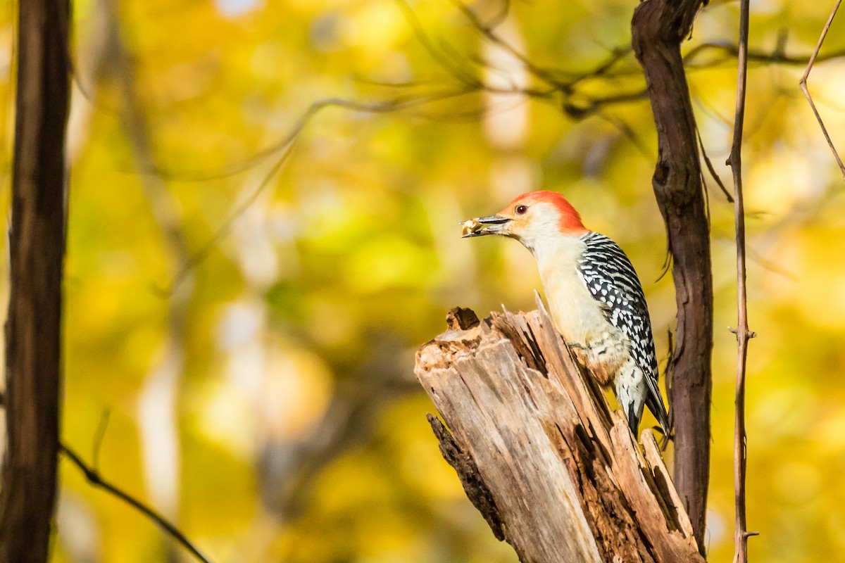 Red-bellied Woodpecker - Paul Bigelow
