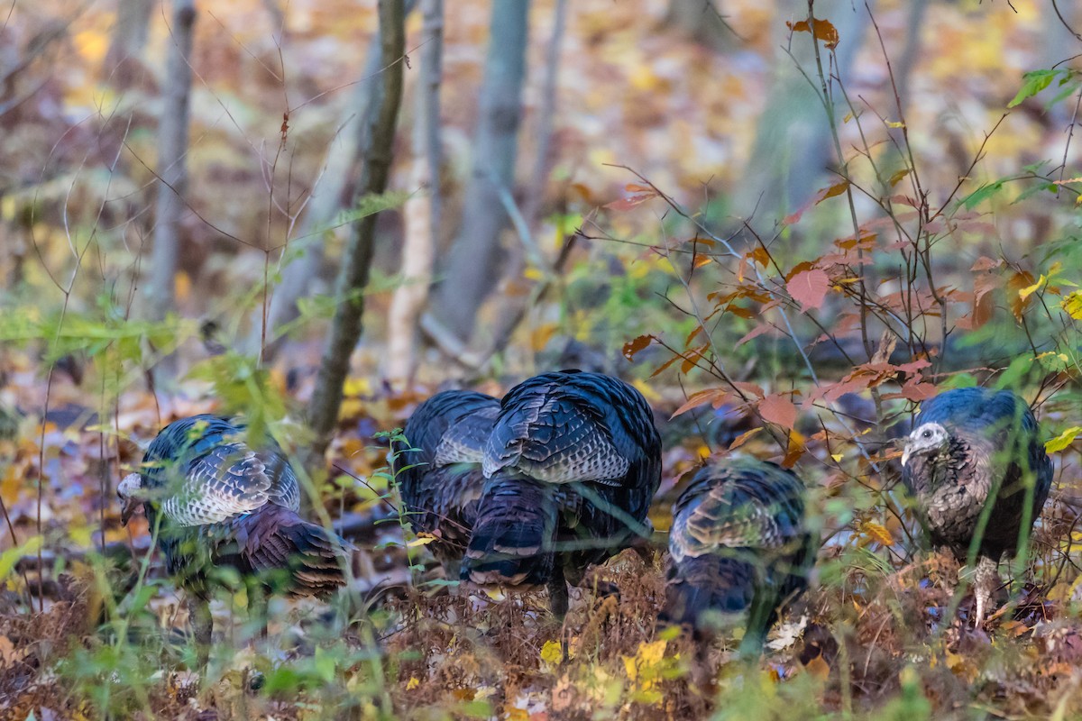 Wild Turkey - ML184790211