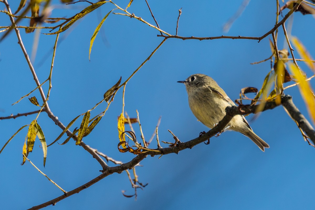 Ruby-crowned Kinglet - ML184790231