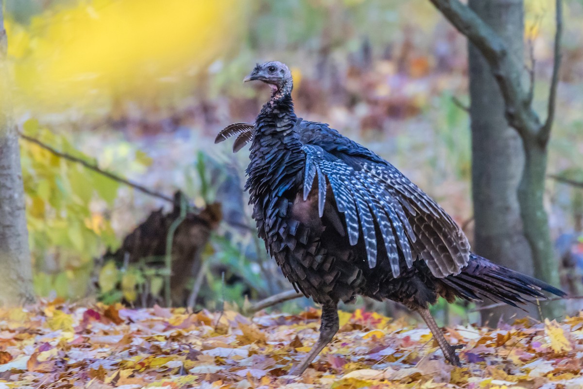 Wild Turkey - ML184790251