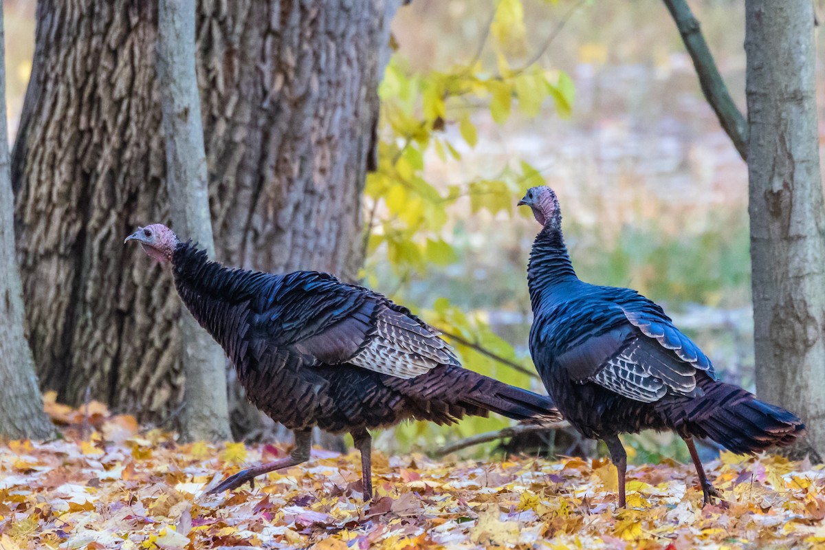 Wild Turkey - ML184790271
