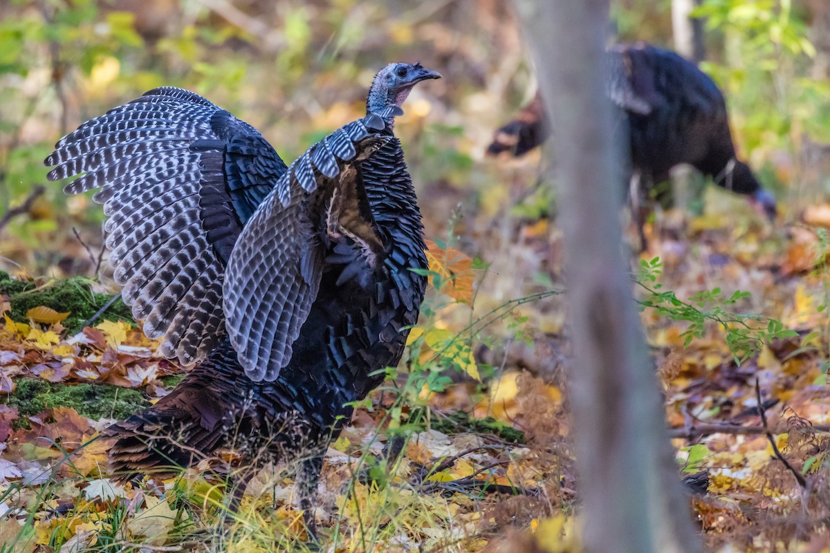 Wild Turkey - ML184790331