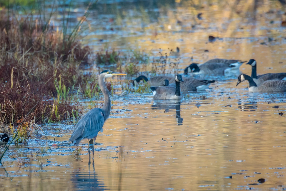 Great Blue Heron - ML184790361