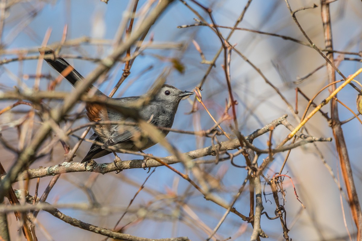 Gray Catbird - ML184790371