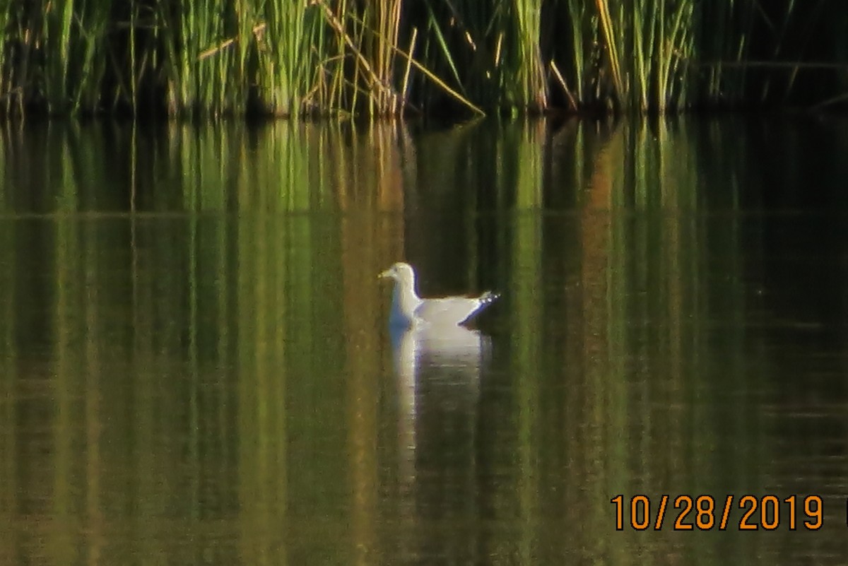 Ring-billed Gull - ML184790751