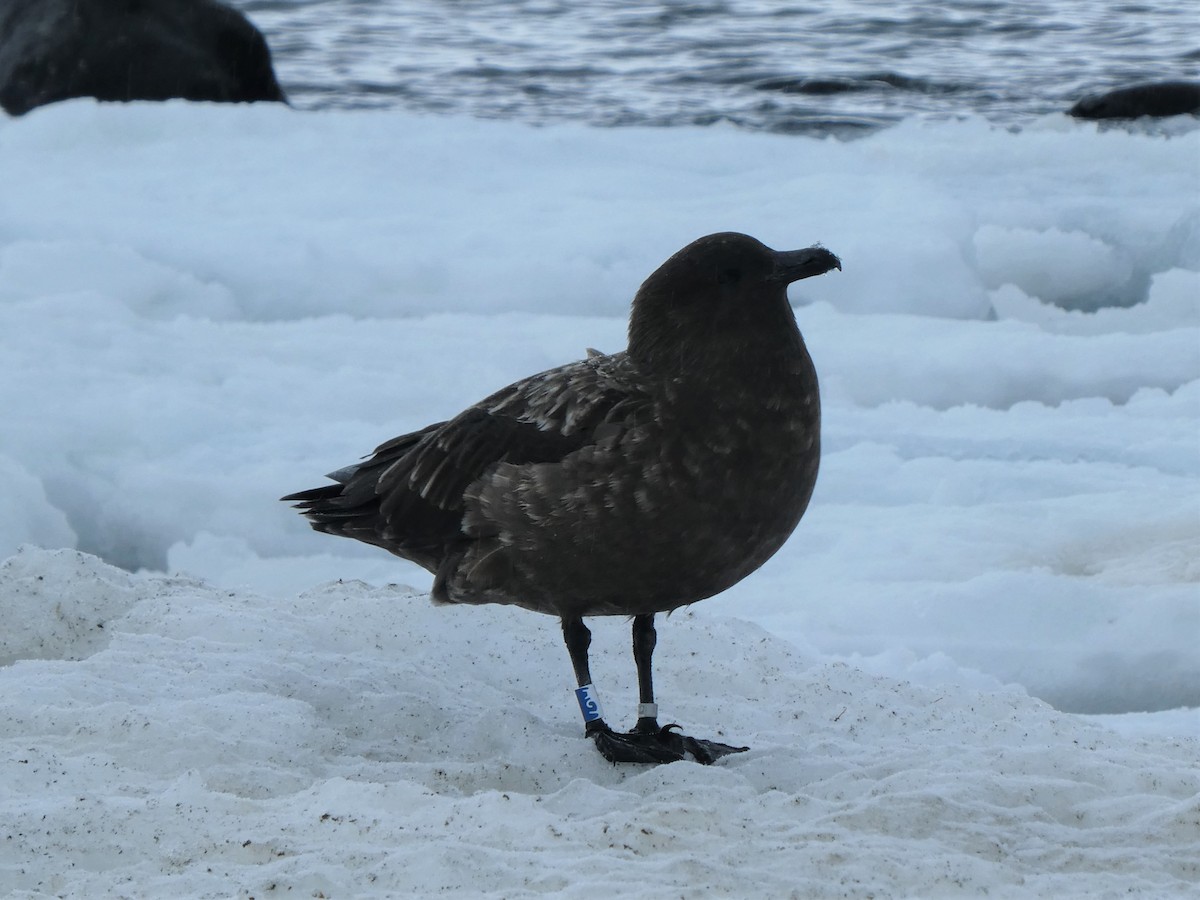 Labbe antarctique - ML184790951