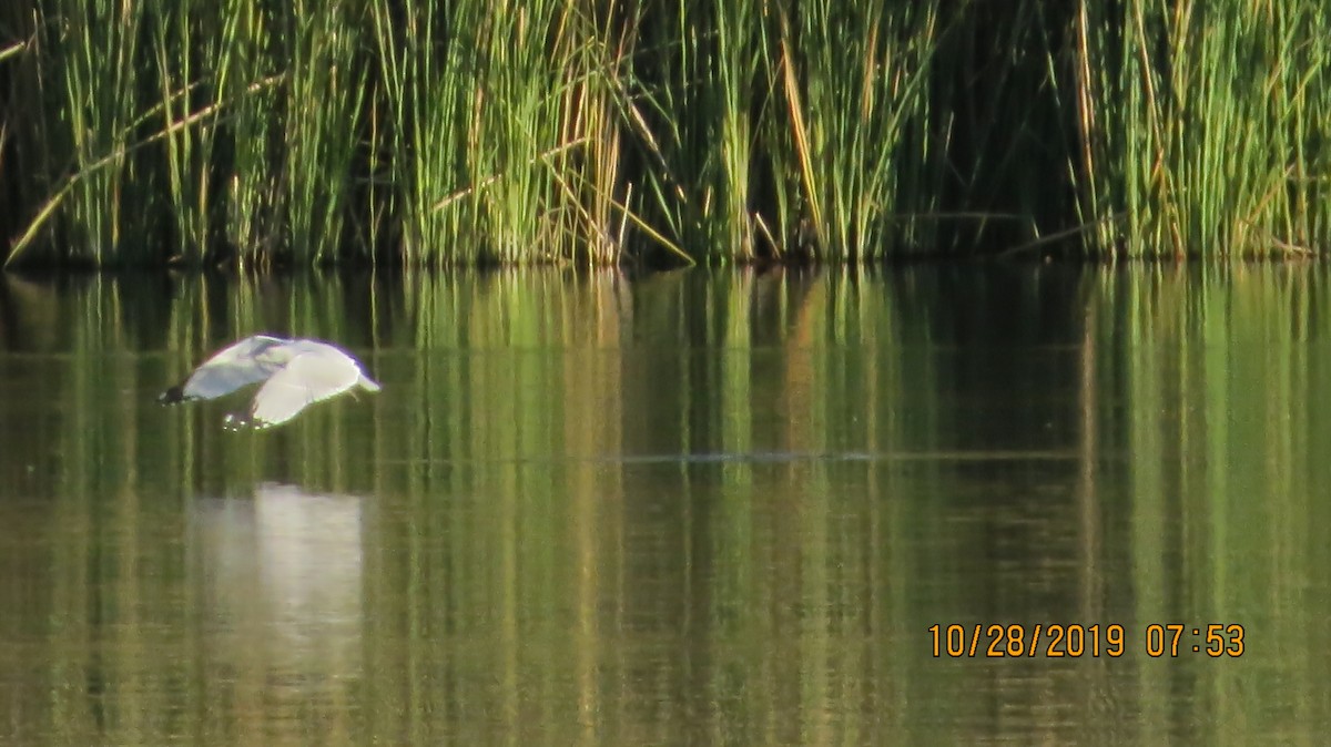 Ring-billed Gull - ML184790961