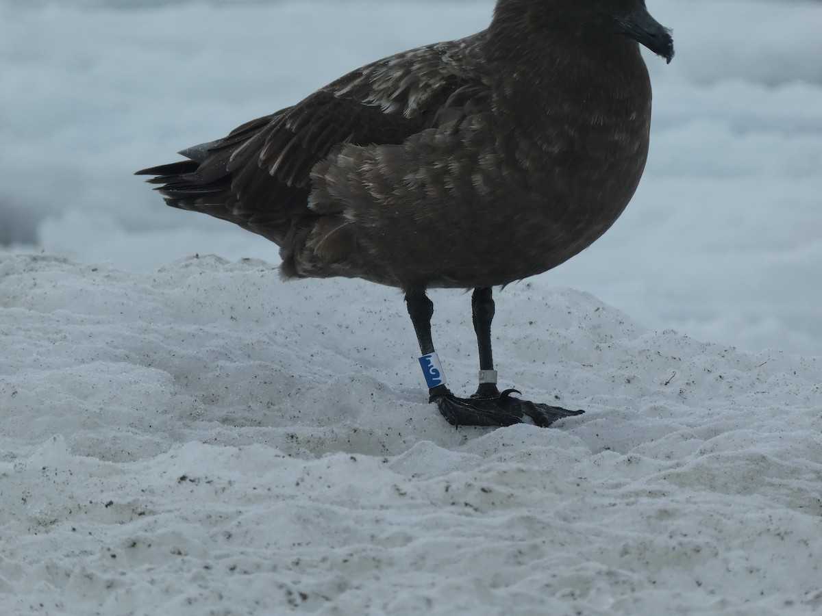 Brown Skua - ML184791381