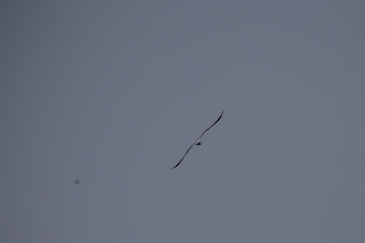 Brown-hooded Gull - ML184791801