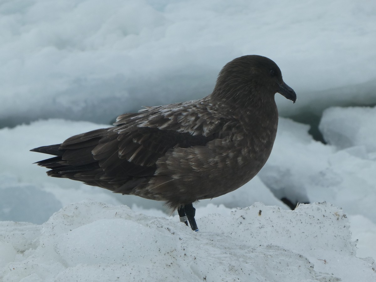 Brown Skua - ML184791931