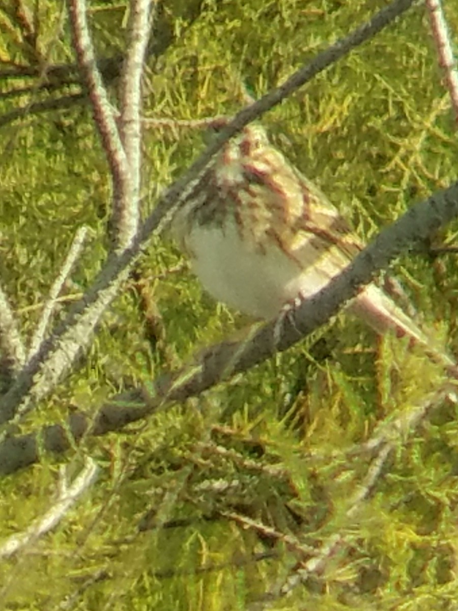 Vesper Sparrow - ML184792891