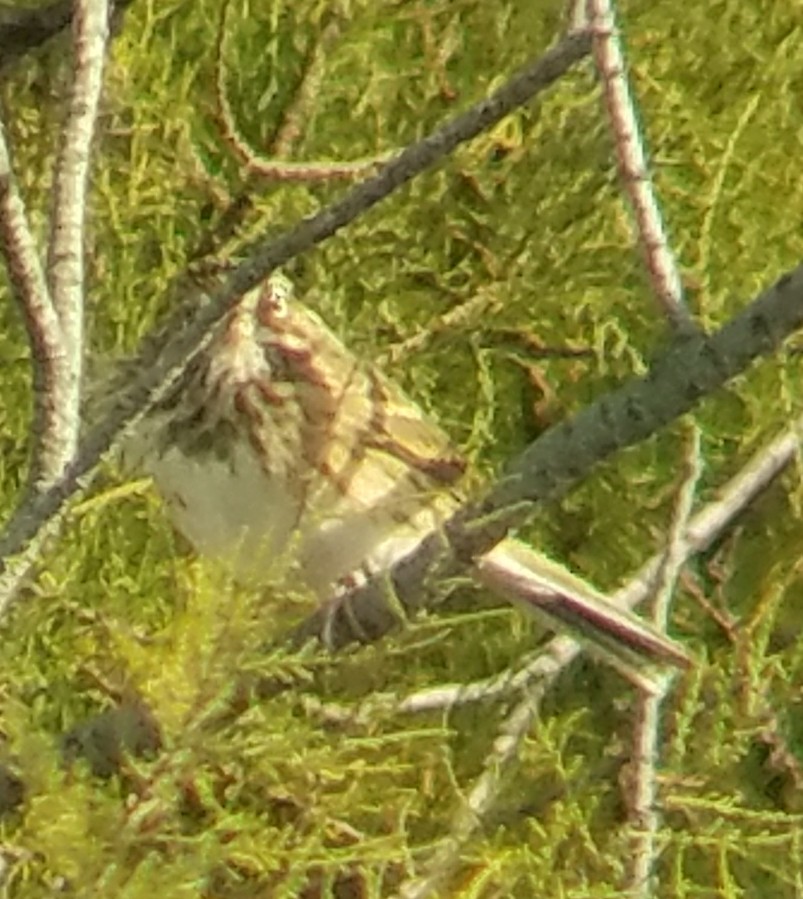 Vesper Sparrow - ML184793381