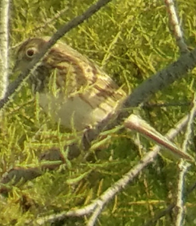 Vesper Sparrow - ML184793581