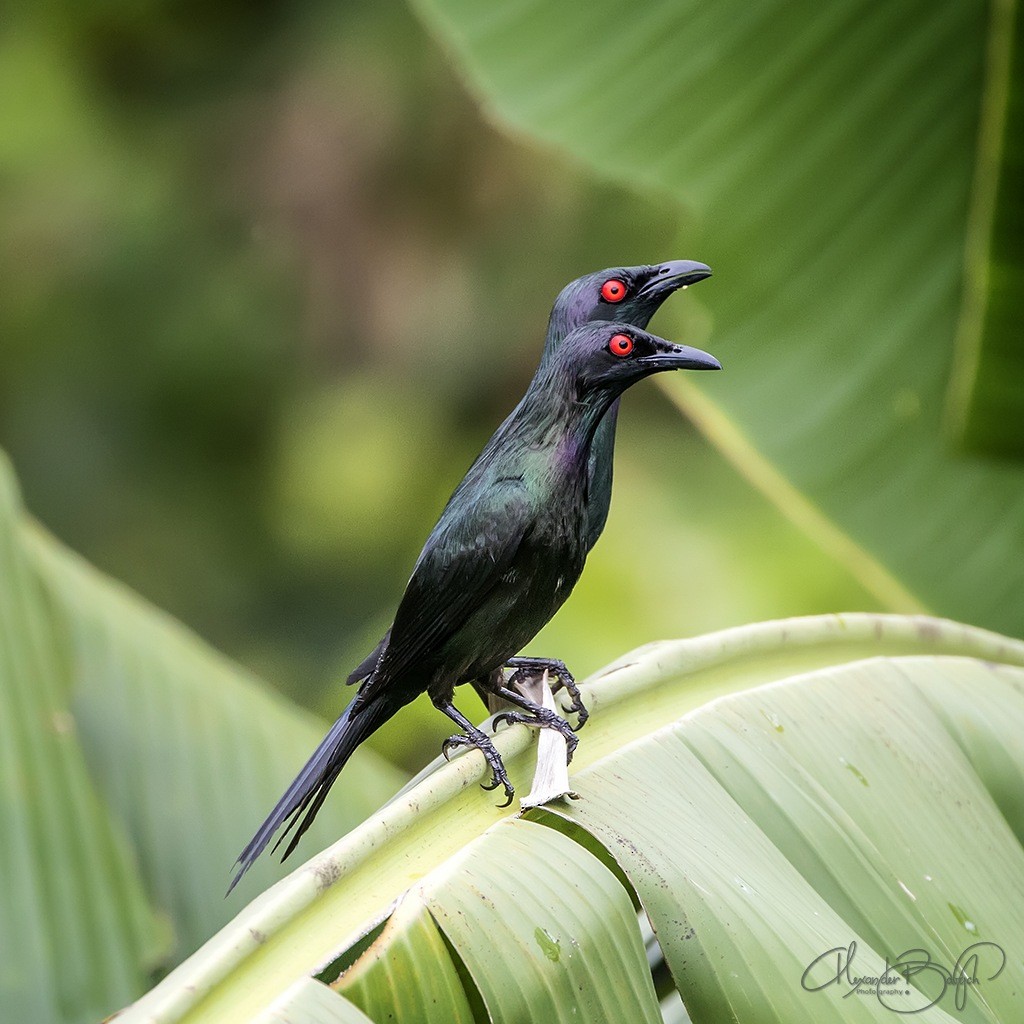 Metallic Starling - ML184795011