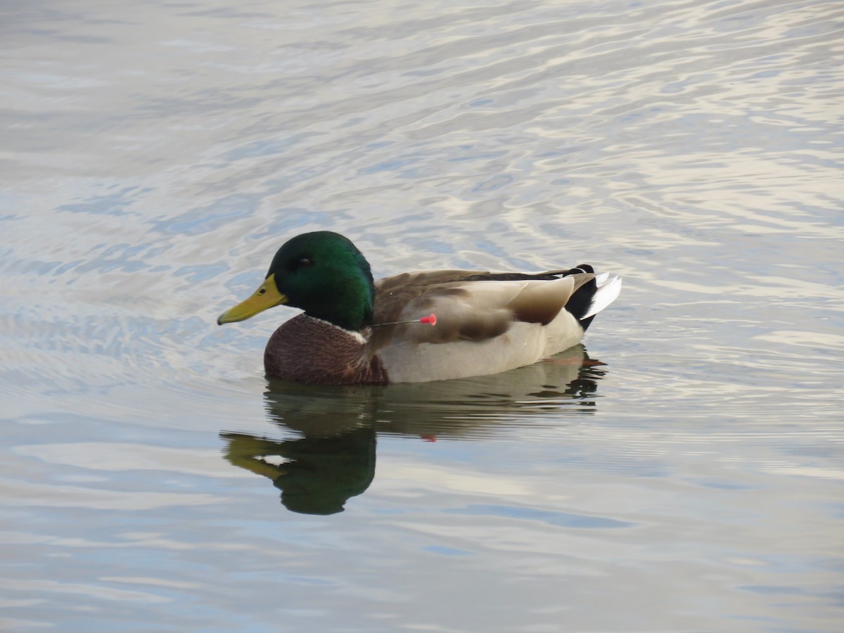 Mallard - Stacy Robinson