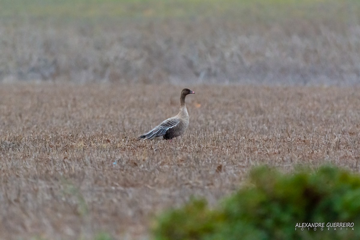 Pink-footed Goose - ML184795591