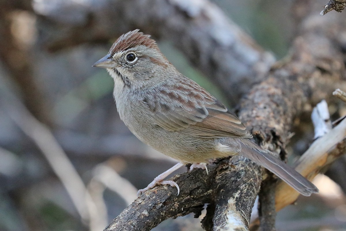 Rufous-crowned Sparrow - ML184798821